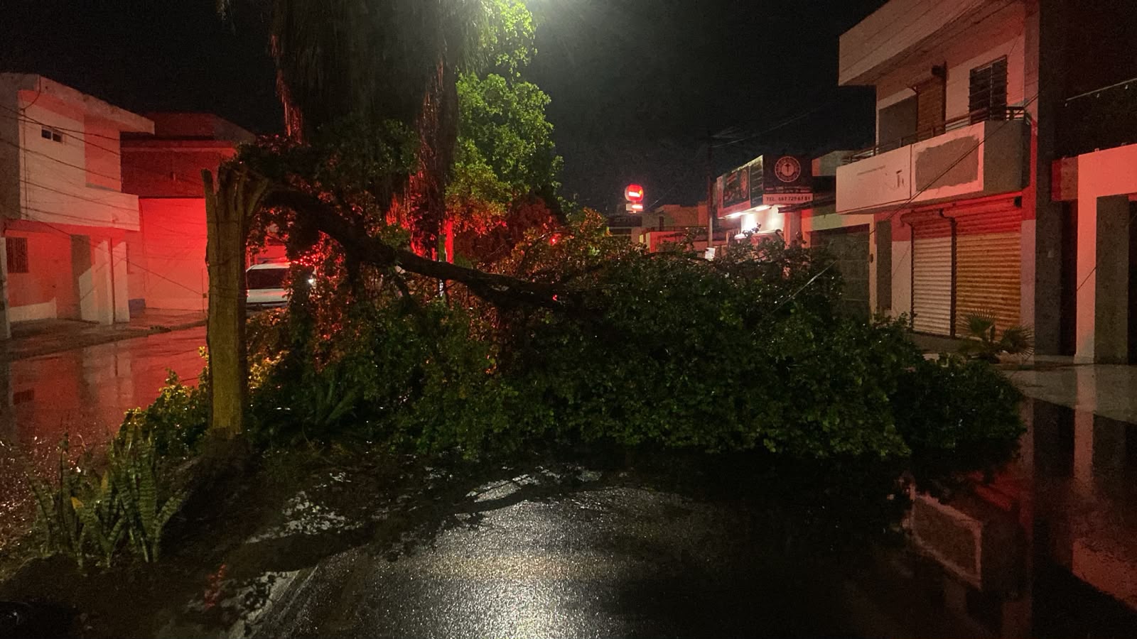 Caídas de arboles en Culiacán, por fuertes lluvias