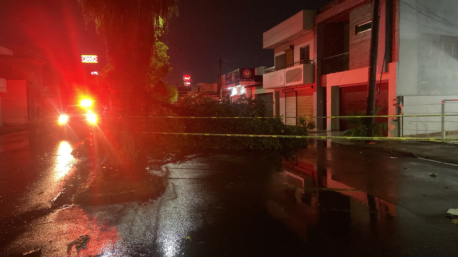 Caídas de arboles en Culiacán, por fuertes lluvias