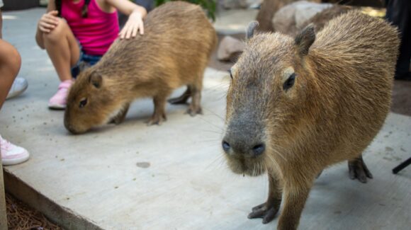 Capibaras y pingüinos conquistan Mazatlán, Sinaloa los consentidos que todos quieren conocer en Gran Acuario