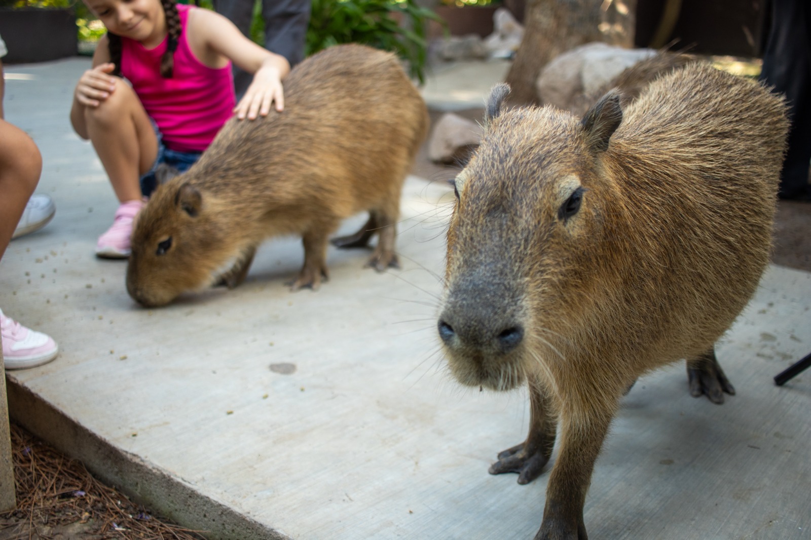 Capibaras en Gran Acuario Mazatlán