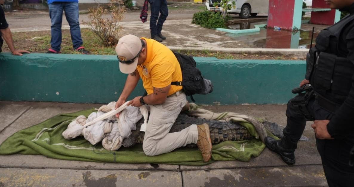 Cocodrilo sorprende al pasearse en Mazatlán