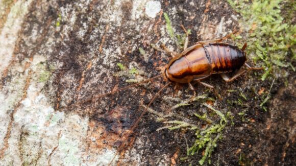 ¿Invaden tu casa cuando llueve? Estas medidas ayudan a mantener alejadas a las cucarachas