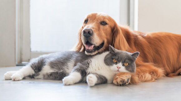 ¿Cómo proteger a perros y gatos durante los días de calor extremo? Sigue estos consejos