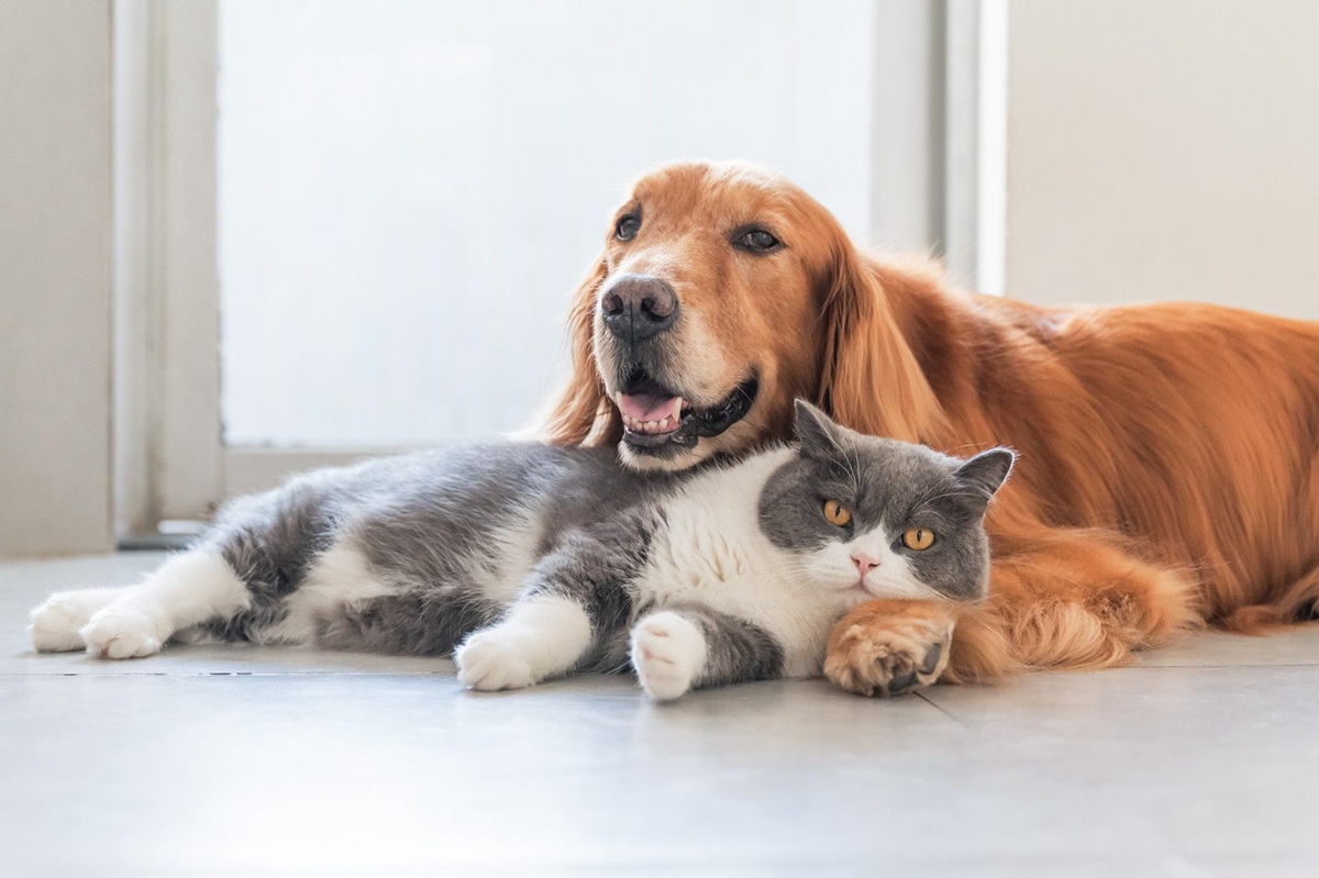 Consejos para proteger a tus mascotas en días de calor extremo