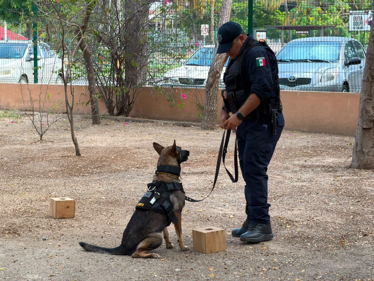 Continúa la adopción responsable en Mazatlán, Sinaloa