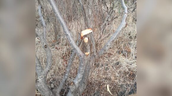 Denuncian ecocidio y apertura ilegal de veredas en el Cerro de la Memoria, en Los Mochis