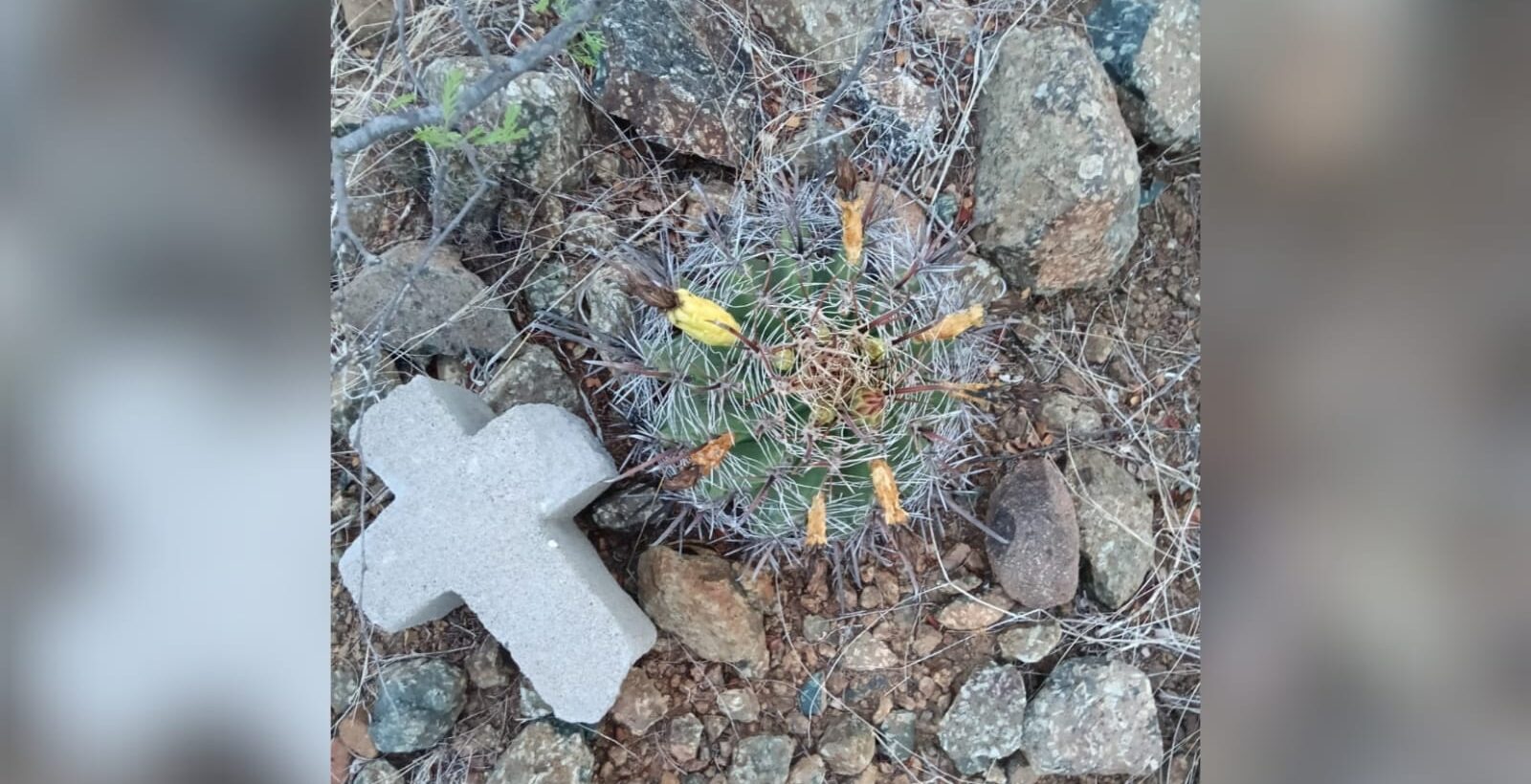 Denuncian ecocidio y apertura ilegal de veredas en el Cerro de la Memoria, en Los Mochis