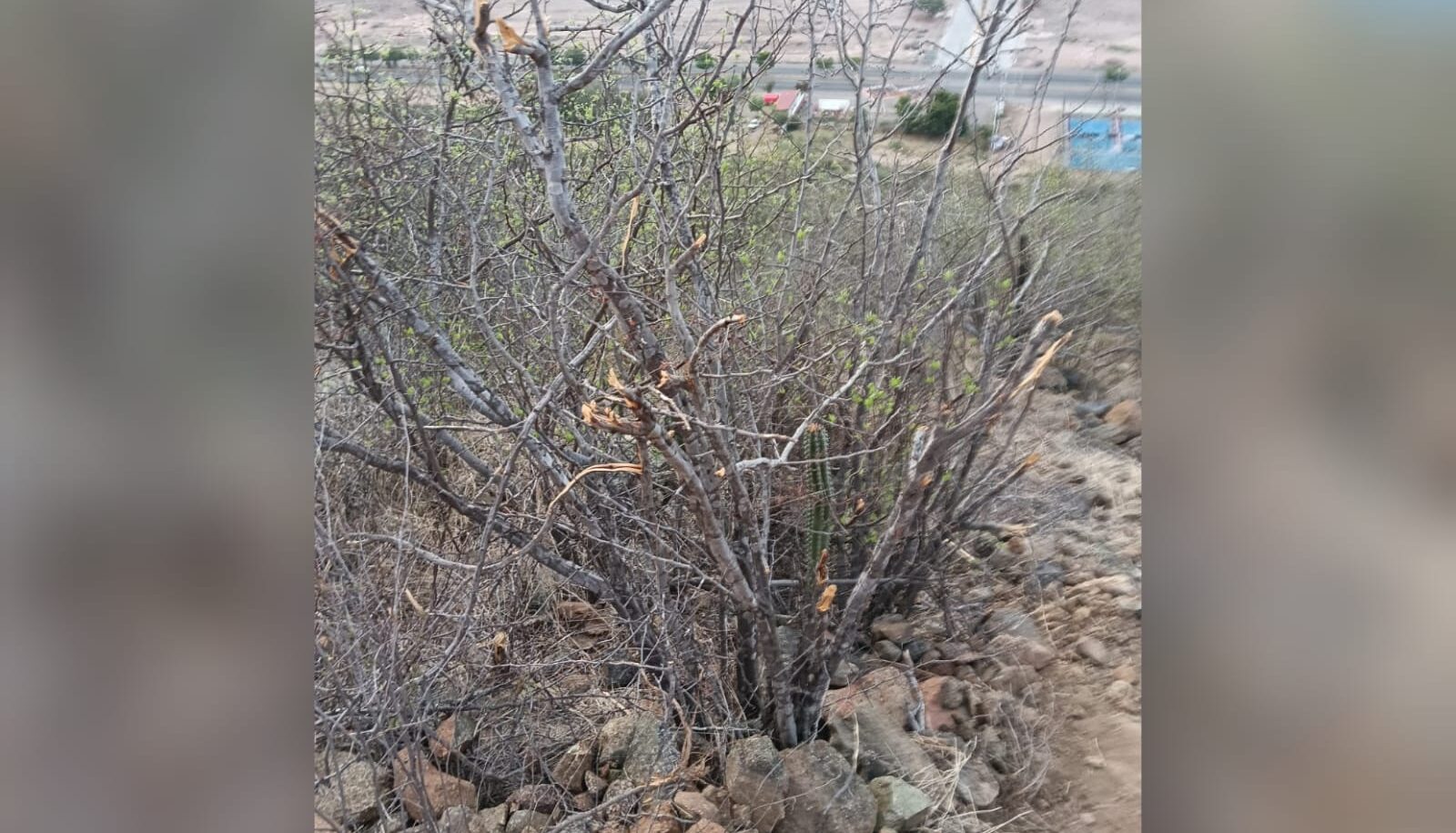 Denuncian ecocidio y apertura ilegal de veredas en el Cerro de la Memoria, en Los Mochis