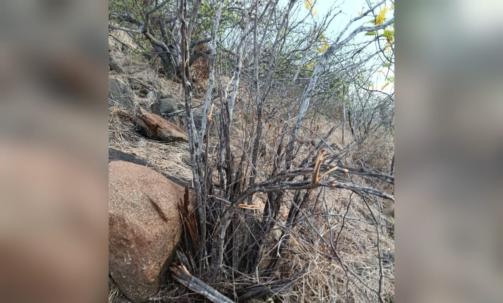 Denuncian ecocidio y apertura ilegal de veredas en el Cerro de la Memoria, en Los Mochis