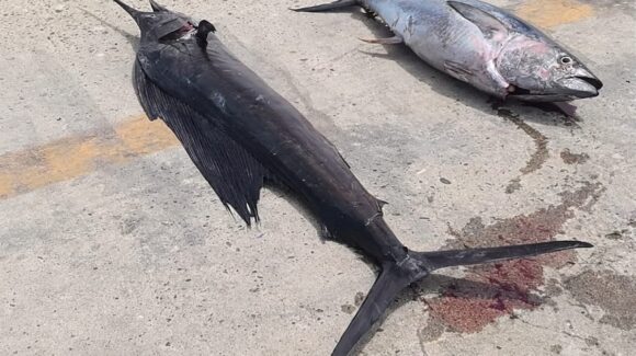 Detectan pesca ilegal en Islas Marías; Marina asegura 50 kilos de especies protegidas durante operativo en Reserva de la Biosfera