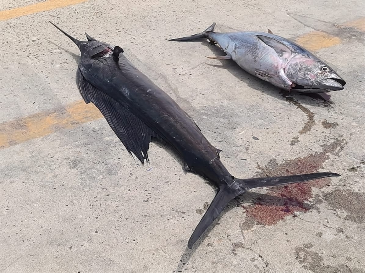 Denuncian pesca ilegal en Mazatlán