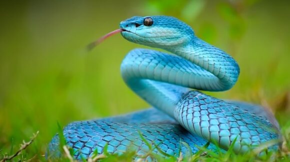 Día Mundial de la Serpiente: ¿por qué se celebra y cuál es la importancia de estos reptiles para el planeta?