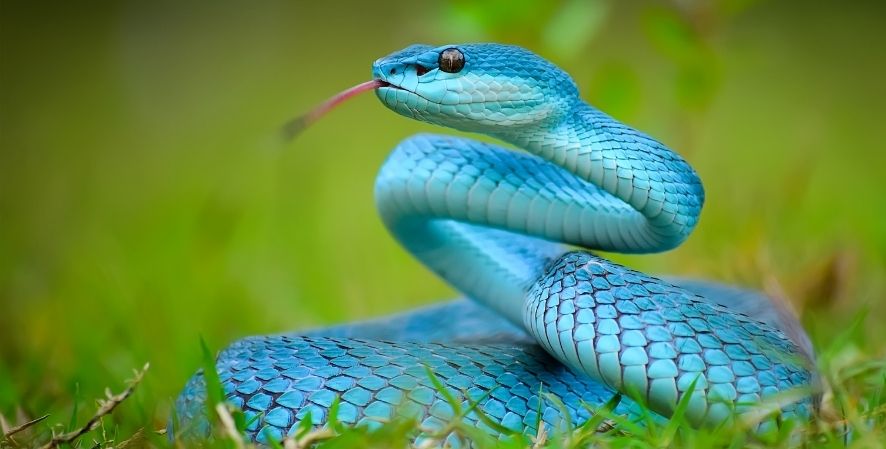 Día Internacional de la Serpiente