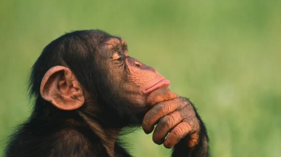 Día Mundial del Chimpancé: ¿por qué se conmemora el 14 de julio y cuál es la importancia de proteger a esta especie?