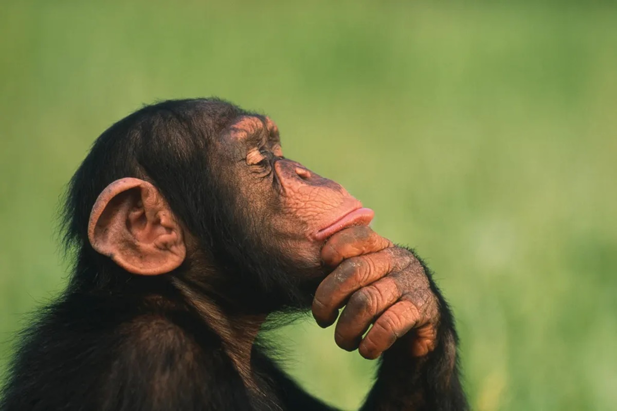 Día Mundial del Chimpancé