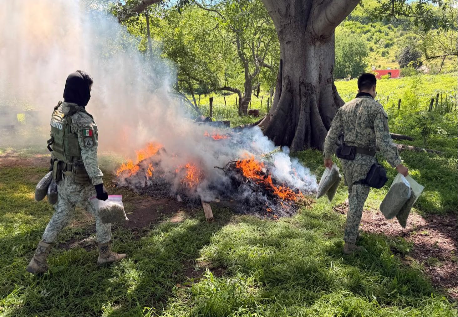 Ejército asegura 435 kilogramos de marihuana en Cosalá, Sinaloa
