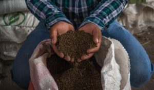 Productores del sur de Sinaloa están a espera que el gobierno cumpla su palabra y brinde fertilizantes y una podadora
