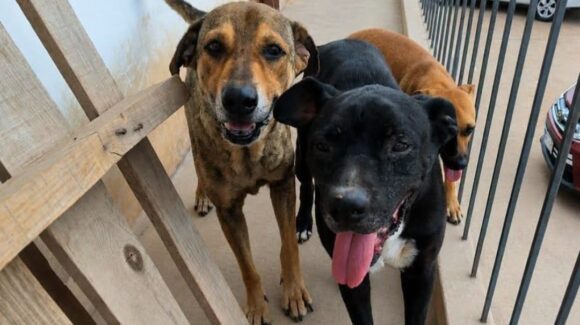 Llaman a proteger a las mascotas de las altas temperaturas; Fundación Mayla en Guamúchil ya ha tenido casos de deshidratación