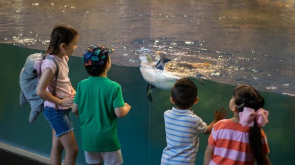 ¡De regreso! Los pingüinos de Humboldt vuelven a sorprender con una experiencia interactiva en el Gran Acuario Mazatlán, Sinaloa