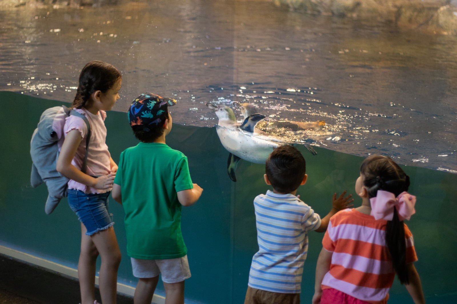 Los pinguinos en el Acuario de Mazatlán