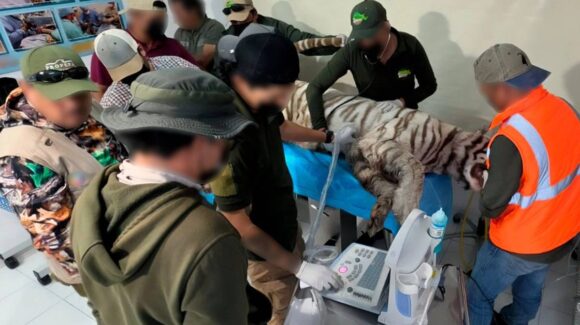 Muere Kenzo, el tigre de bengala fugado en Edomex; le dieron un balazo durante su ‘rescate’