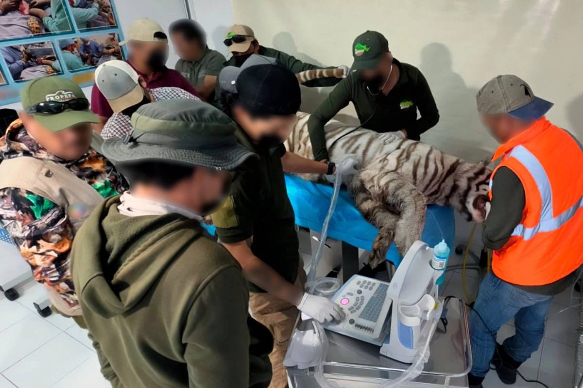 Muere Kenzo, el tigre de bengala fugado en Edomex; le dieron un balazo durante su 'rescate'