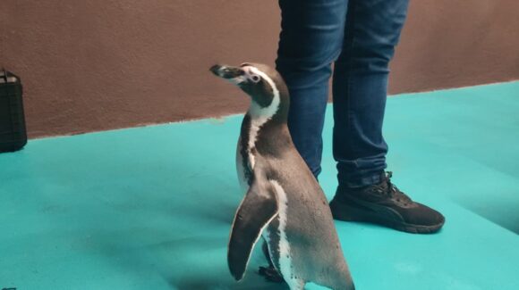 ¡Anímate! Conoce a los pingüinos Niki y Sofi en la interacción que tiene Gran Acuario Mazatlán