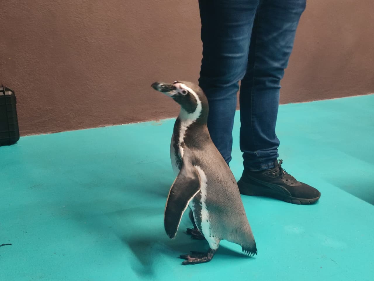 Pinguinos en Acuario de Mazatlán