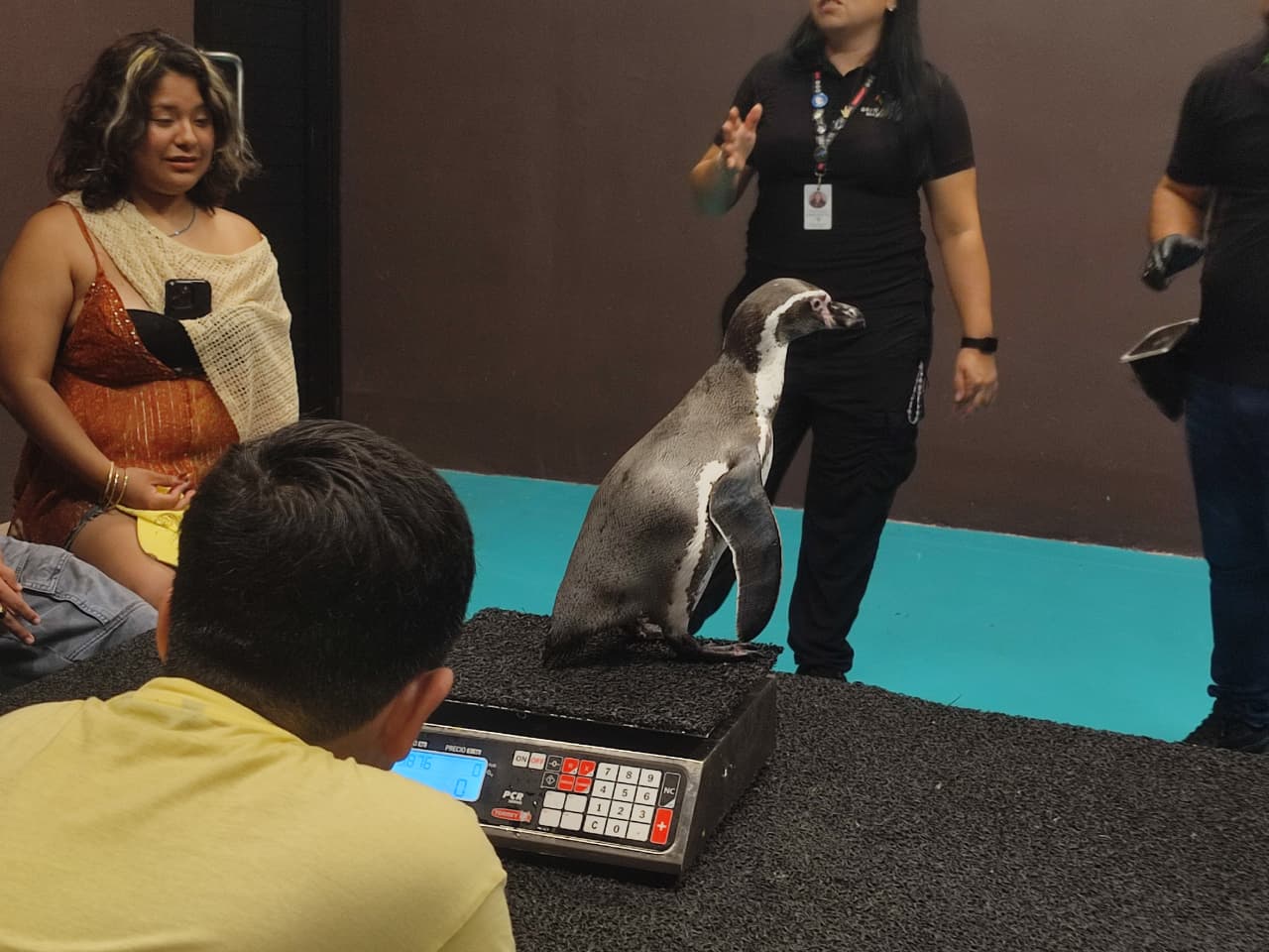 Pinguinos en Acuario de Mazatlán