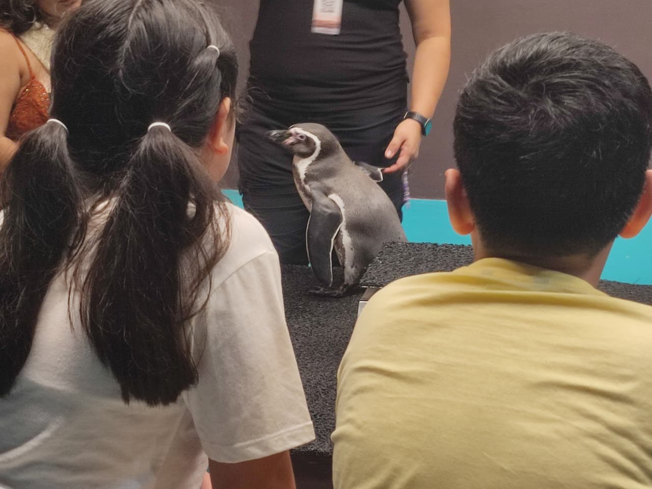 Pinguinos en Acuario de Mazatlán