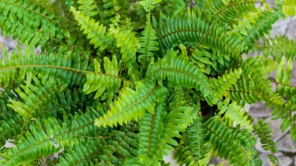 ¿Quieres una casa más fresca? Estas plantas pueden convertirse en tus mejores aliadas