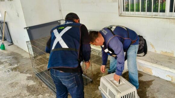 Rescatan a perro con signos de abandono en Mazatlán, Sinaloa; será rehabilitado y le buscarán un nuevo hogar
