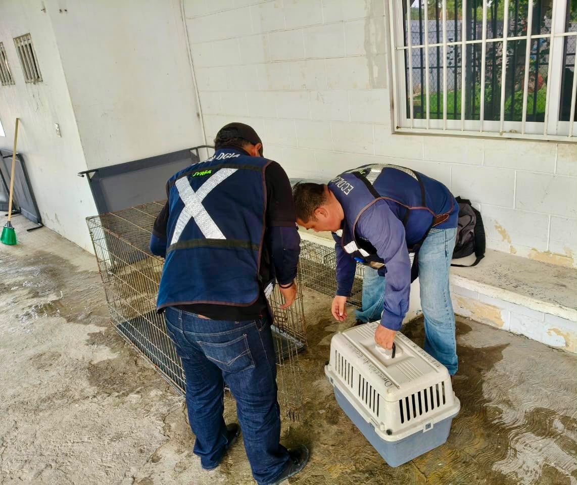 Rescatan a perrito de maltrato animal en Mazatlán