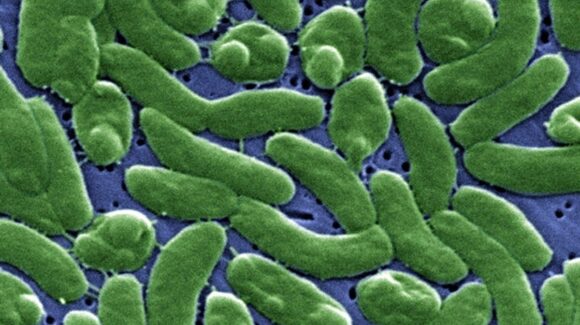 Florida registra la primera muerte de 2026 por la “bacteria come carne”; esto se sabe sobre la infección