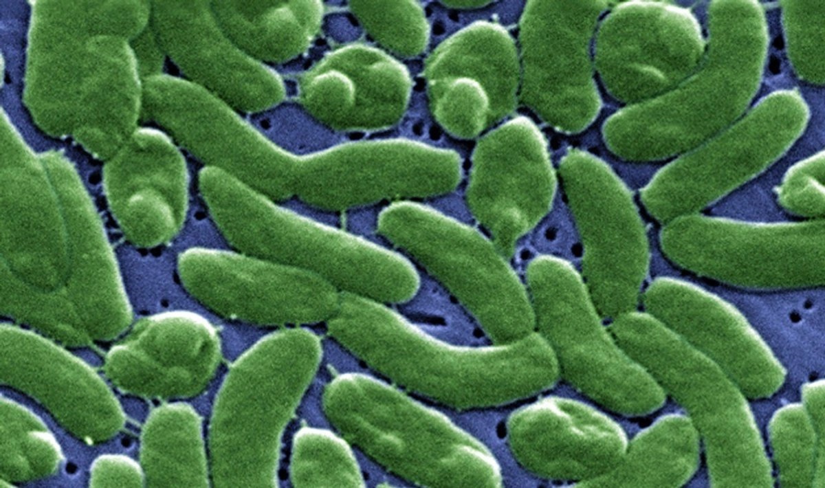 Vibrio vulnificus, bacteria 'come carne'