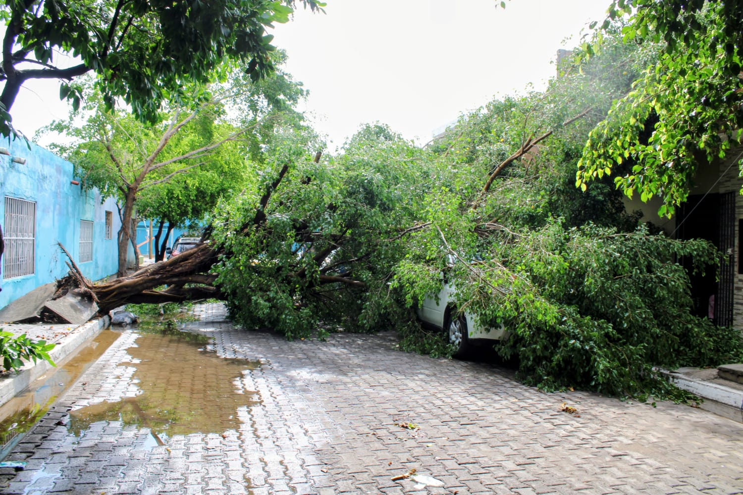 Fuerte lluvia en Mazatlán provocó la caída de árboles