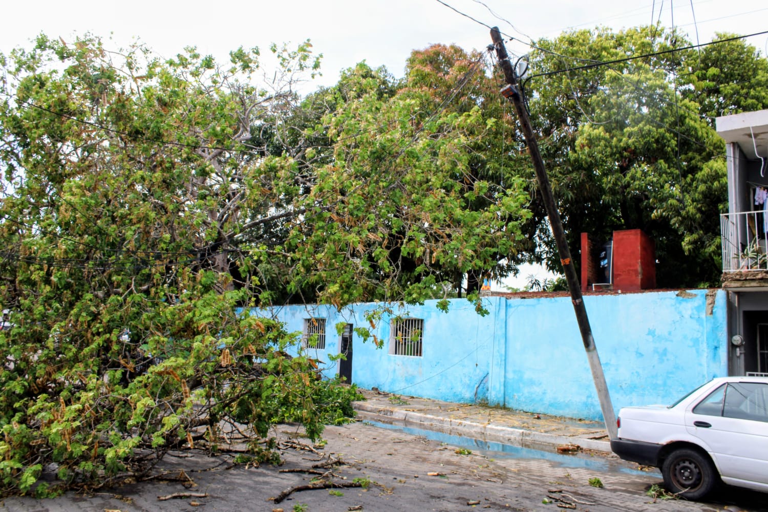 Fuerte lluvia en Mazatlán provocó la caída de árboles