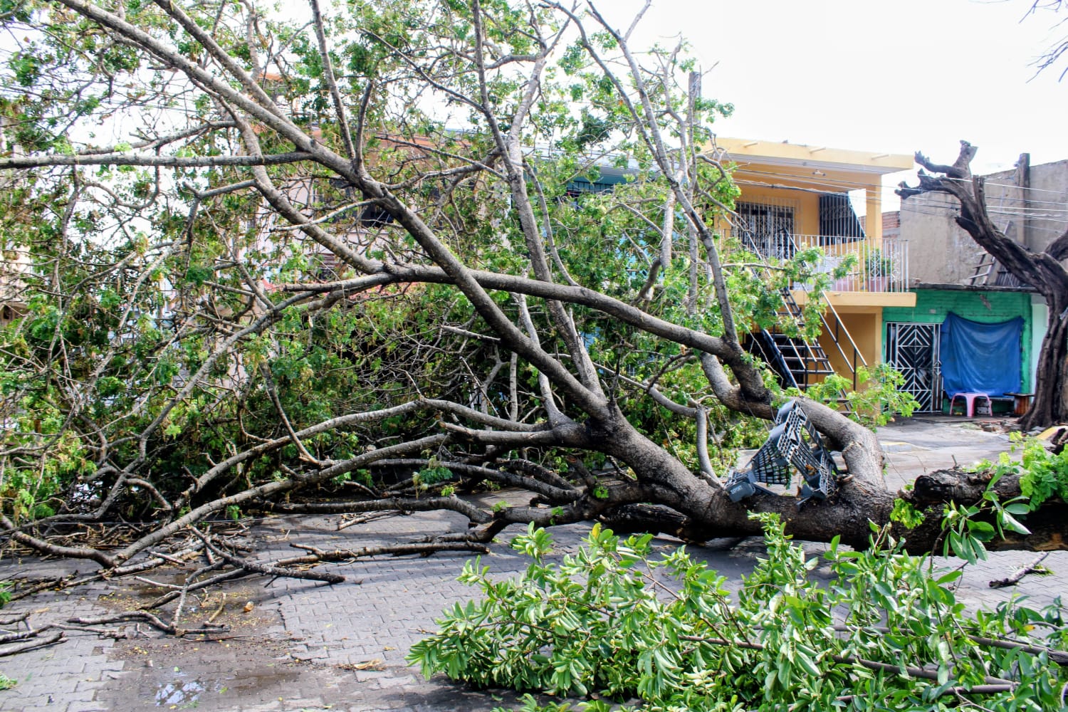 Fuerte lluvia en Mazatlán provocó la caída de árboles