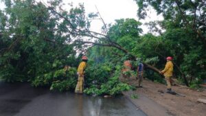 arbol bloquea la mexico 15 en mazatlan