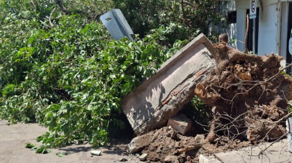Cae histórico árbol en el centro de Guasave, Sinaloa; lluvias y antigüedad provocan el desplome