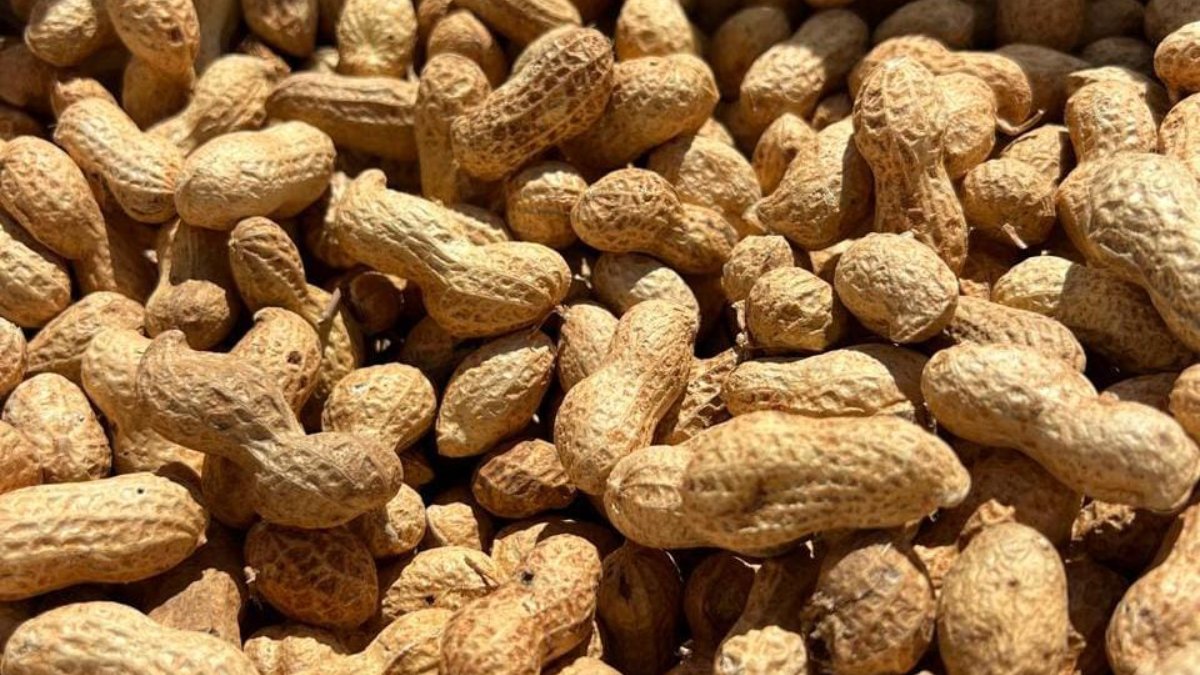 cacahuate