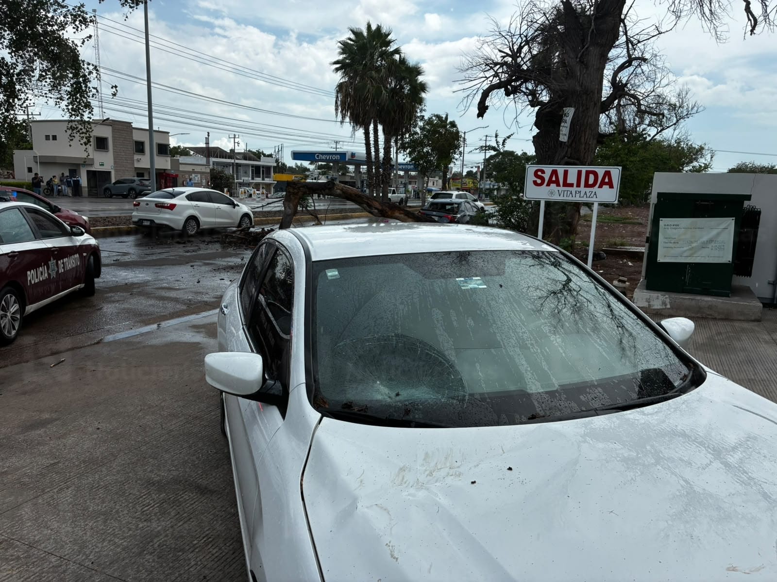 Cae álamo encima de dos vehículos en Los Mochis