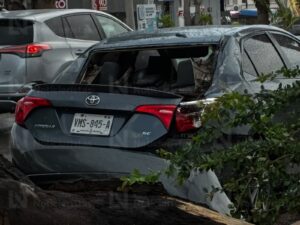 Cae álamo encima de dos vehículos en Los Mochis