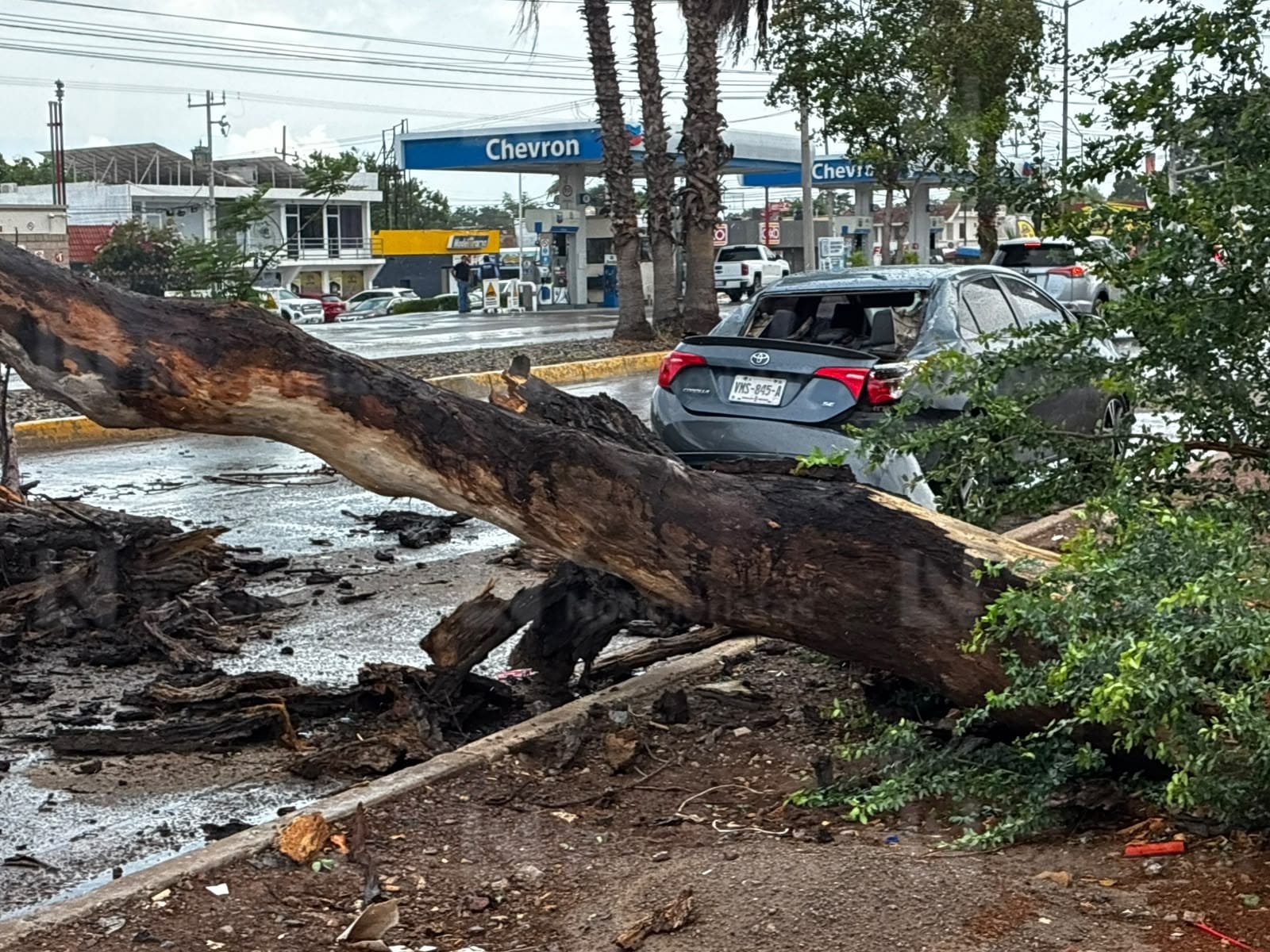 Cae álamo encima de dos vehículos en Los Mochis