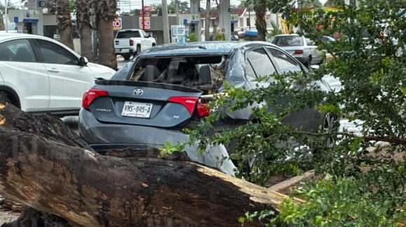 Cae álamo encima de dos vehículos en las inmediaciones de la colonia 12 de octubre en Los Mochis; hay una persona lesionada