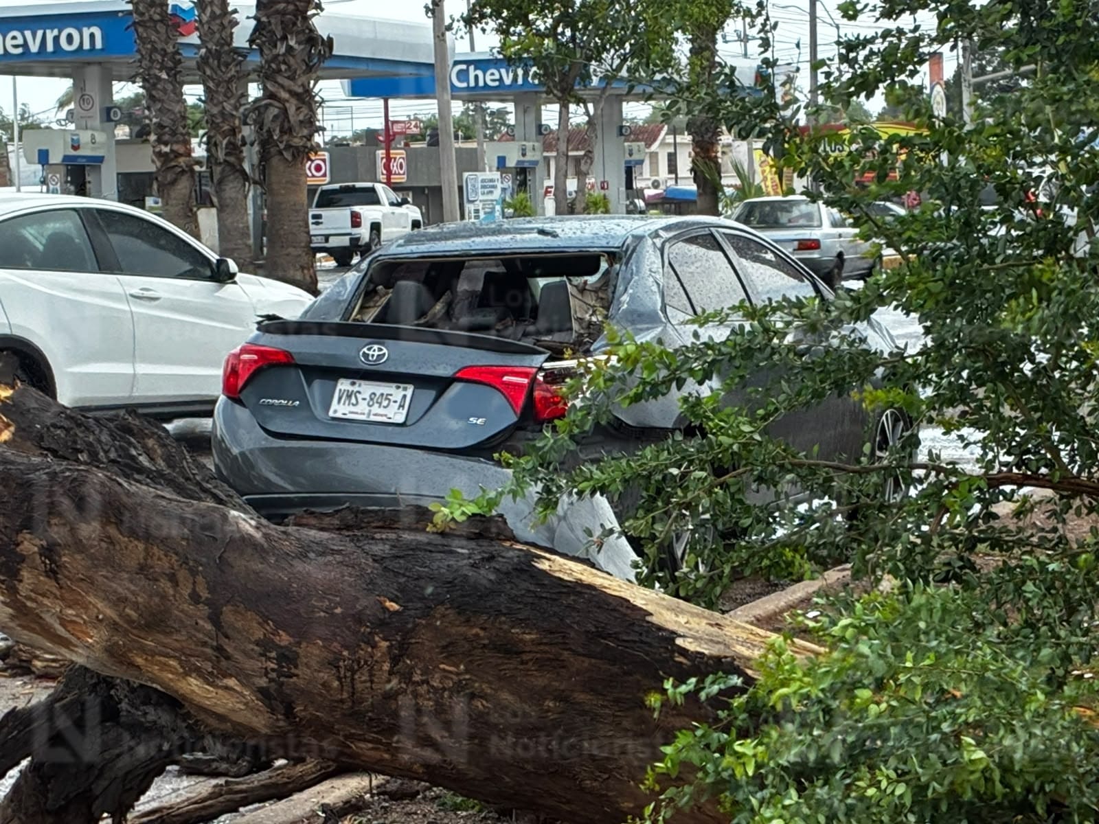 Cae álamo encima de dos vehículos en Los Mochis