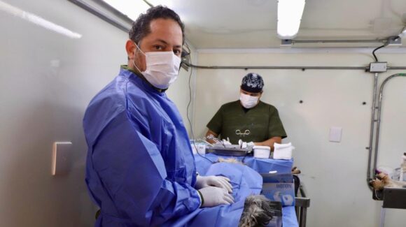 Se han destinado 1.6 mdp en campañas de esterilización canina y felina en Sinaloa: Salud