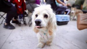 campañas de esterilizacion canina y felina en sinaloa cachorro