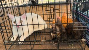 campañas de esterilizacion canina y felina en sinaloa gatos
