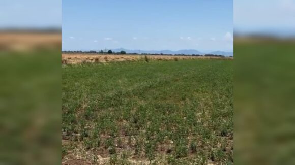 Palos Verdes registra la mayor lluvia este martes en Guasave con 45 milímetros: AARSP